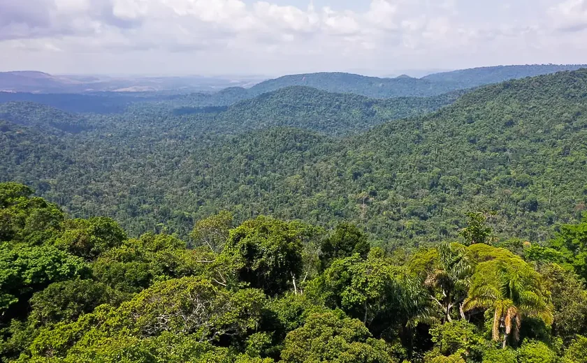 Instituto lança edital para projetos que protejam a Amazônia