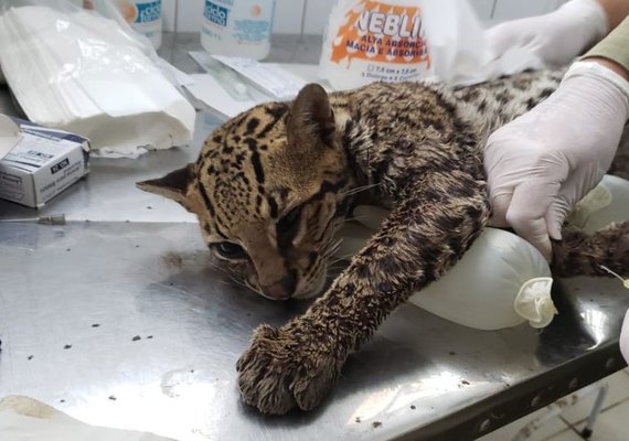 Fiscalização resgata uma jaguatirica, o maior felino encontrado em Alagoas