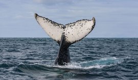 Baleia Jubarte aparece no mar de Maragogi