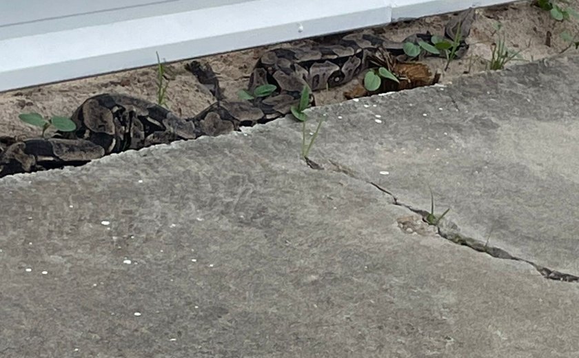 Cobra de grande porte é resgatada pela Polícia Militar em Maceió