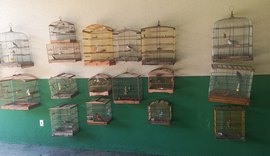 Polícia Militar resgata 36 aves silvestres em cativeiros ilegais