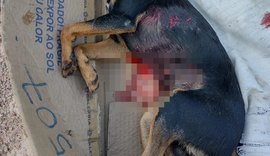 Pitbull mata pinscher durante ataque e derruba criança em Arapiraca