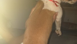 Polícia Civil indicia mulher que cortou rabo de cadela em Maceió