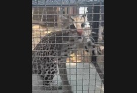 Polícia Militar resgata jaguatirica em área urbana no município de Penedo