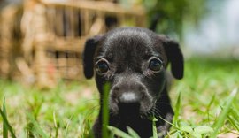 Gabinete da Causa Animal orienta donos de pets sobre vermifugação