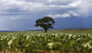 Crédito rural financiou R$ 92,4 bi em áreas com alertas ambientais