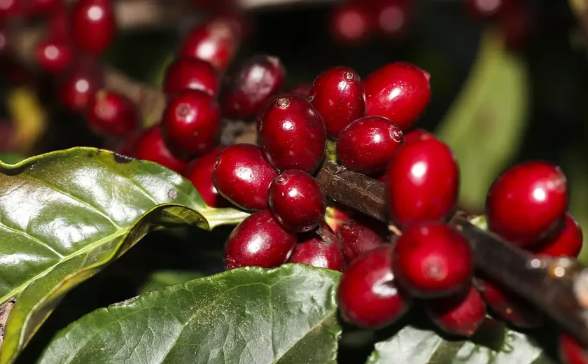 Aeronaves, óleo, café e carne estão fora do tarifaço imposto pelos EUA