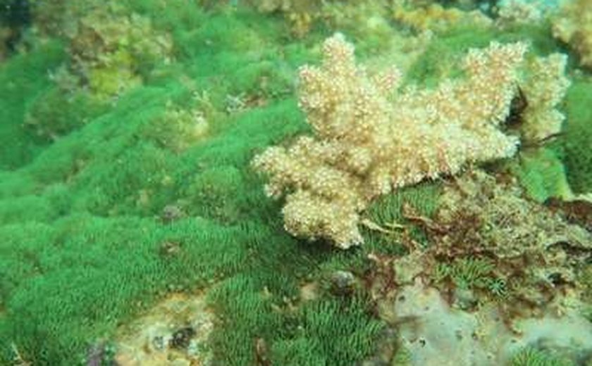 Pesquisadores identificam corais de aquário como vetores de bioinvasão marinha