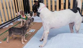 Dez animais ganham lar em Feira de Adoção do Shopping Pátio