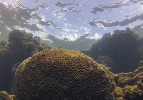 Calor, acidez das águas e pouco alimento ameaçam ecossistemas marinhos