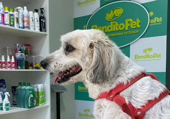 Crescimento do mercado pet amplia oportunidades de negócio em Alagoas