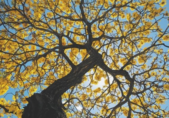 Primavera começou; veja o que muda no clima de Alagoas