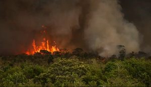 Recuperação do solo após incêndios. O que os produtores rurais devem fazer?