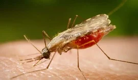 Cientistas da Fiocruz podem produzir vacina completa contra a malária