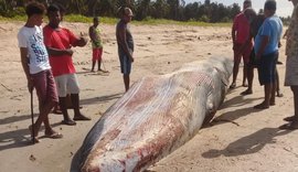 Baleia reintroduzida ao mar ontem é encontrada morta nesta quarta-feira