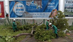 Prefeitura de Maceió intensifica poda de árvores em toda a capital