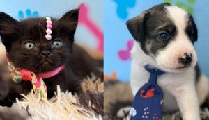 Feira de Adoção de Pets no Cesmac realiza nova edição nesta sexta-feira (14)