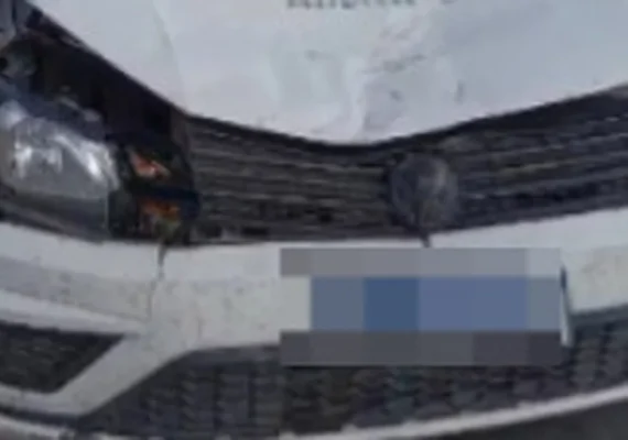 Motorista colide com jumento que atravessou rodovia repentinamente