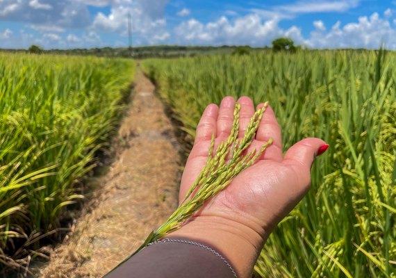 Ações do Governo ajudam safra alagoana a avançar 46% e atingir mais de 197 mil toneladas