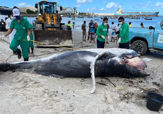 Filhote de baleia-Jubarte é encontrado encalhado sem vida no cais do Porto