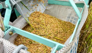 Produção de arroz no Baixo São Francisco alagoano cresce 41% em três anos