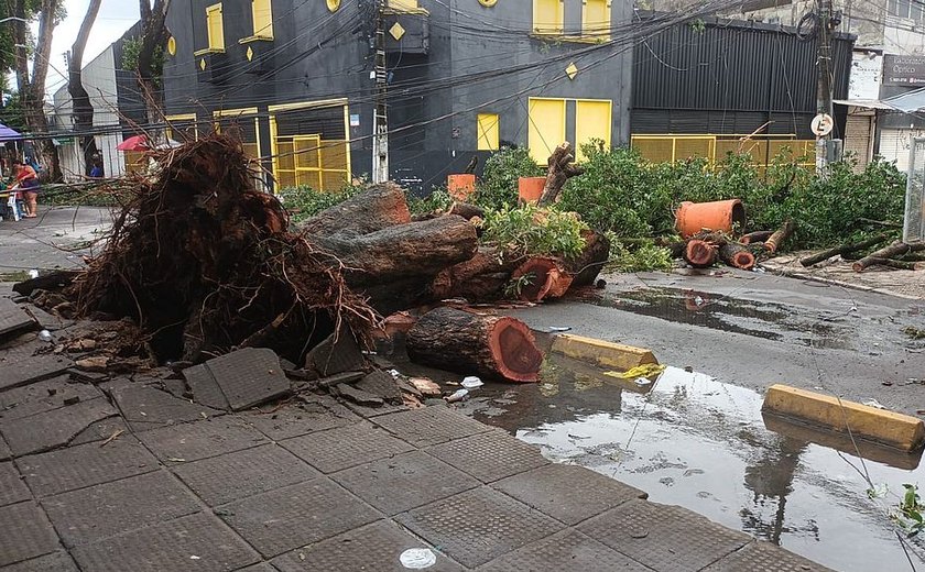 Árvore de grande porte cai e interdita rua no Centro de Maceió