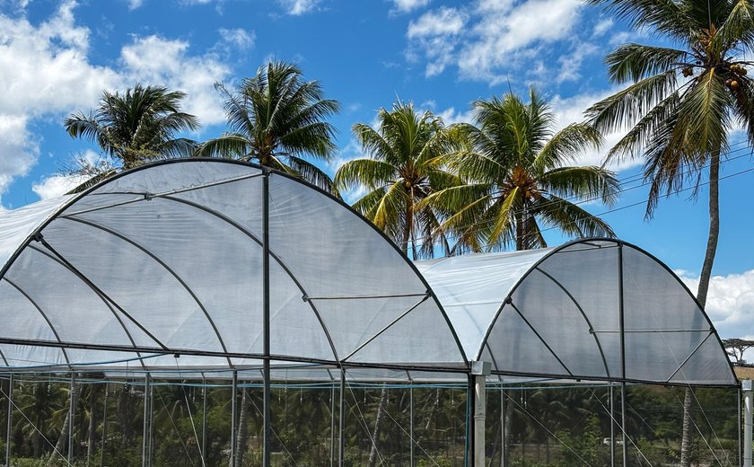 Seagri entrega novas estufas agrícolas para fortalecer a fruticultura alagoana