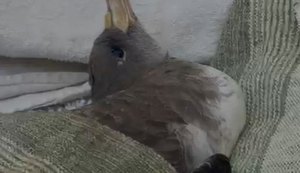 Biólogo alerta para risco de gripe aviária ao tocar ou recolher aves migratórias