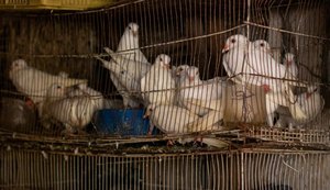 Fiscais notificam comerciantes por maus-tratos contra animais no Mercado da Produção