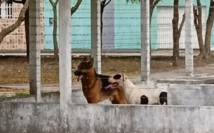 Pastor alemão e pitbull entram em residência matam cão e gato e moradora se esconde em cômodo