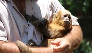 Cerca de 200 animais silvestres são recebidos mensalmente no Cetas