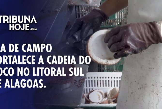 Dia de Campo impulsiona cultura do coco em Alagoas