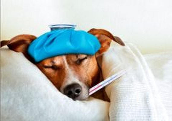 Viroses caninas no verão: como proteger os cães contra as doenças virais