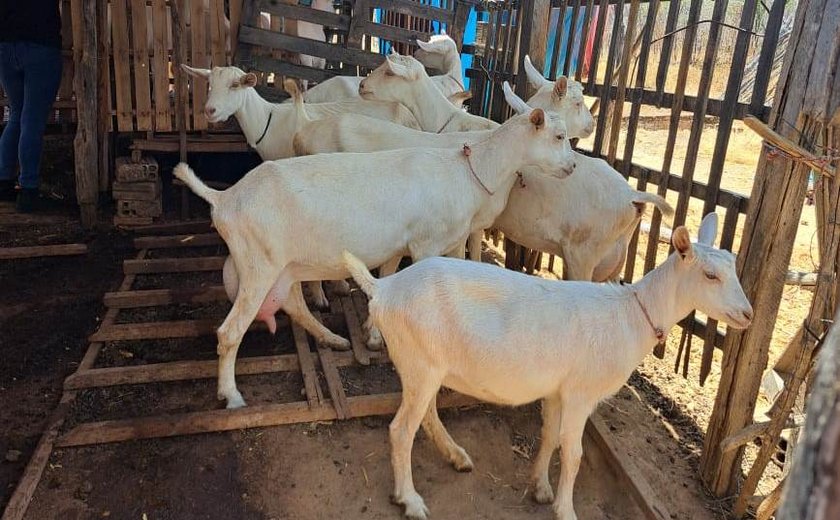 Implantação de sistemas agroflorestais impulsiona caprinocultura leiteira no agreste Alagoano com apoio do Banco do Nordeste