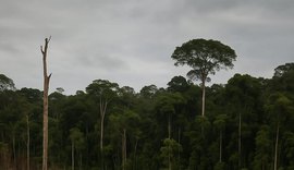 COP30: O Grande Acordo para Salvar a Amazônia que Salva Tudo, Menos a Amazônia