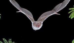 Morcegos estão se alimentando de sangue humano em PE, dizem pesquisadores