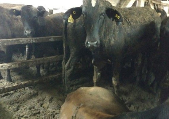 Governo federal admite rever regras para exportação de animais vivos