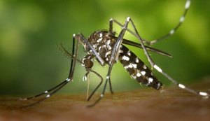 Sesau revela que dengue já causou mortes de 13 pessoas em Alagoas este ano