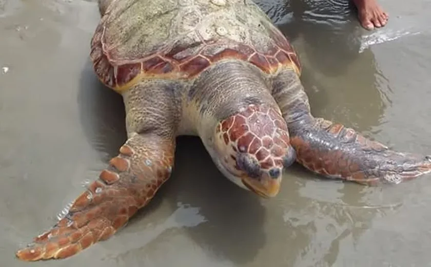 Tartaruga é encontrada morta com pedaços de óleo colados em praia de Alagoas