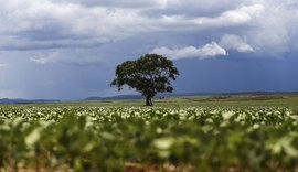 Crédito rural financiou R$ 92,4 bi em áreas com alertas ambientais