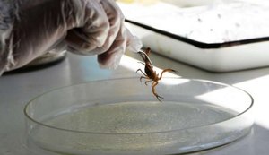 Número de acidentes por picada de escorpião cresce em Alagoas