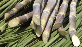 Clone da cana produzida em Alagoas ocupa 70% da área canavieira do Brasil