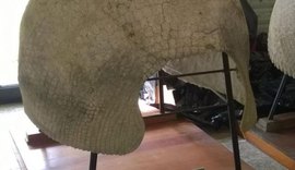 Carapaça de tatu gigante pré-histórico é localizada no Uruguai