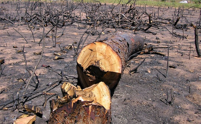 Relatório aponta redução do desmatamento no Brasil, mas reforça desafios para a conservação da Caatinga