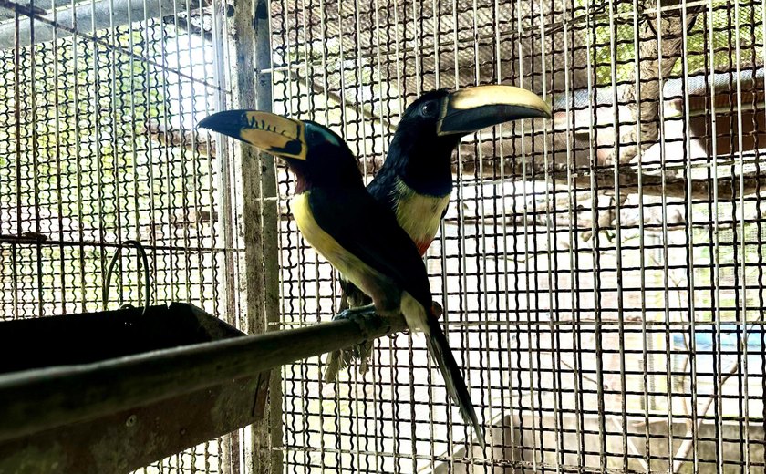 Cetas destina aves silvestres inaptas à soltura para empreendimento no RJ