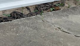 Cobra de grande porte é resgatada pela Polícia Militar em Maceió