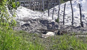 Corpos são encontrados enterrados em Maragogi, no litoral norte de Alagoas