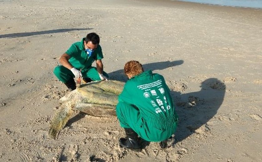 Este ano, 726 animais marinhos encalharam no litoral de Alagoas