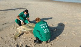 Este ano, 726 animais marinhos encalharam no litoral de Alagoas