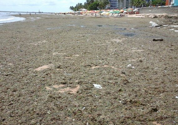 IMA intima prefeitura de Maceió a remover sargaço e lixo da praia da Ponta Verde